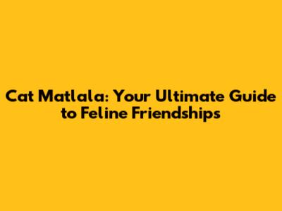 Cat Matlala: Your Ultimate Guide to Feline Friendships